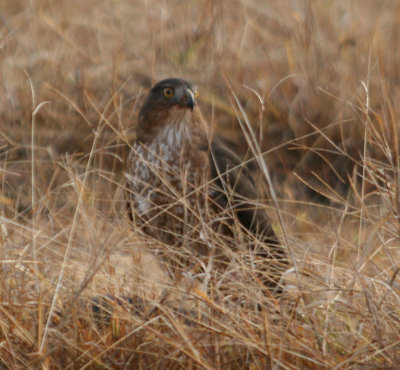 Cooper's Hawk