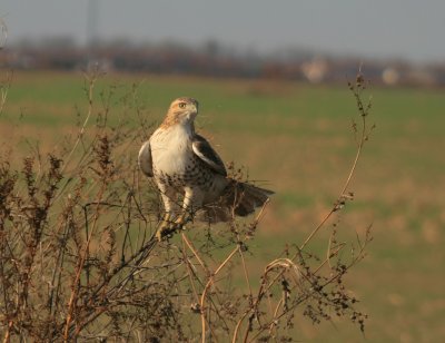 Red Tailed Hawk