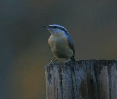 Red Breasted Nuthatch