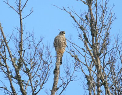Merlin