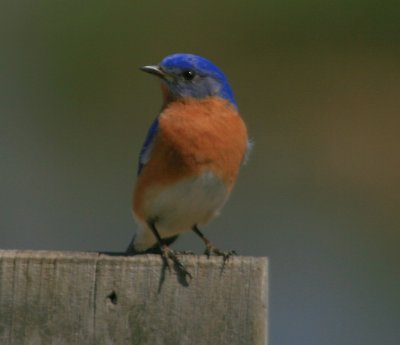 Eastern Bluebird