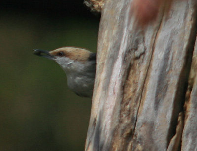 Brown Headed Nuthatch