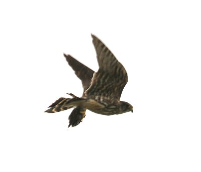 Merlin - Female