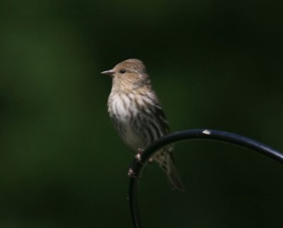 Pine Siskin
