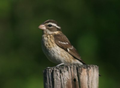 Rose Breasted Grosbeak - Female