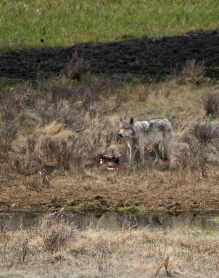  Medium Gray of the Blacktail Pack