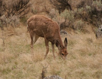 Grazing Deer