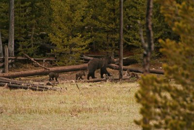 Grizzly Sow With Cubs