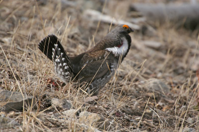 Dunraven Blue Grouse
