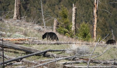 Black Bear With Cub Near Tower