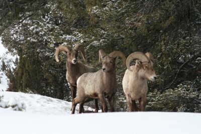 Bighorn Sheep Trio
