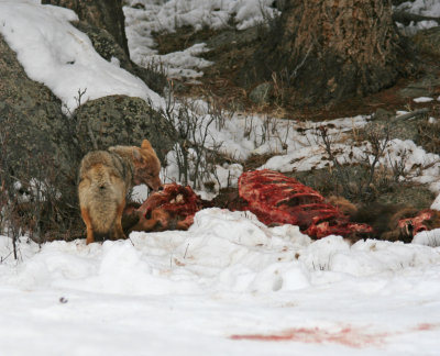 Coyote on Carcass