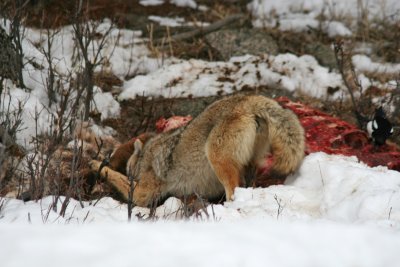 Coyote Tugging