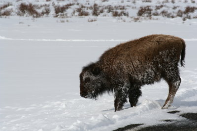 Frosted Baby Bison