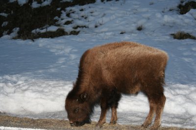 Baby Bison Roadside