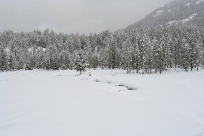 Snow Scene1