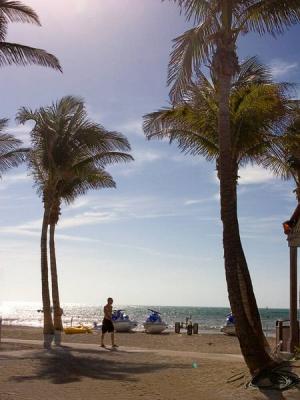 Key West palms