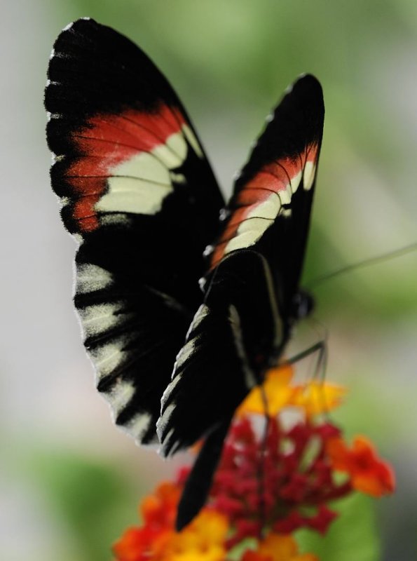 Butterfly Farm