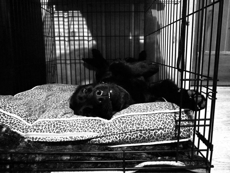 pbase Dog Tired March 11 2009 P1000745.jpg