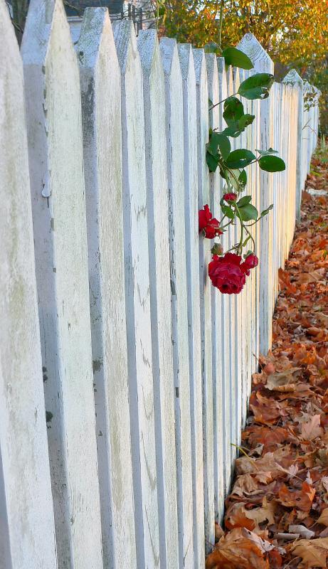 pbase Last rose November 23 2005_filtered.jpg