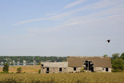 pbase Abandon Farm June 7 2009 _DSC5043.jpg
