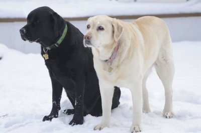 Just My Black and Yellow Lab 2010