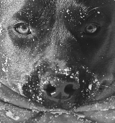 pbase Moki the retirever January 4 2010_DSC8467.jpg