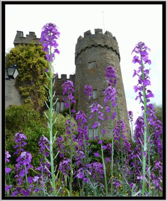 pbase Day 4 Malhide Castle Dublin Ireland June 4 2010 1 of 1.jpg