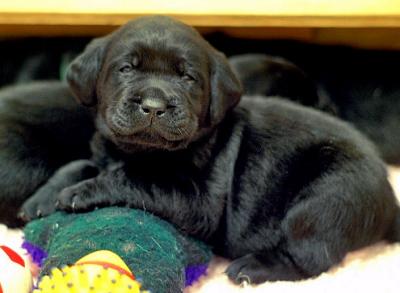 Java at 4 weeks old April 26 2003.jpg