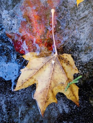 pbase The Frozen leaf November 24 R1012105.jpg