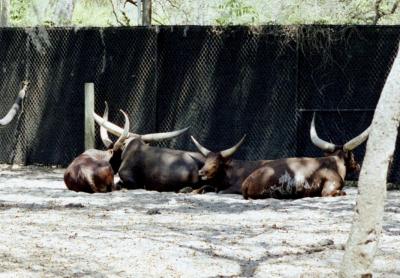 g3/72/541772/3/58988486.bulls.jpg