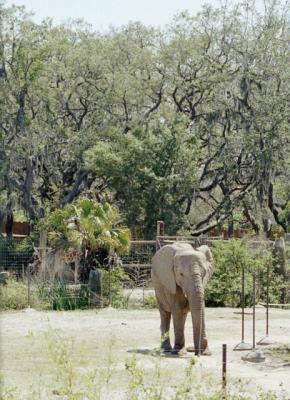 g3/72/541772/3/58988488.elephant3.jpg