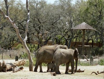 g3/72/541772/3/58988490.elephants2.jpg