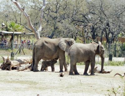 g3/72/541772/3/58988491.elephants4.jpg
