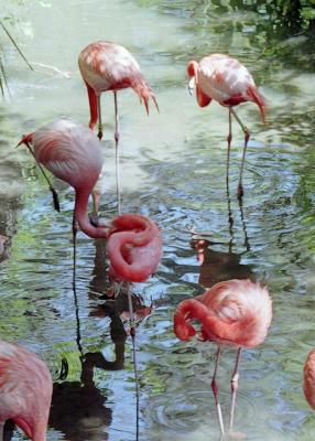 g3/72/541772/3/58988493.flamingos.jpg