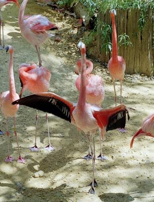 g3/72/541772/3/58988495.flamingowings.jpg