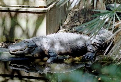 g3/72/541772/3/58988498.gator2.jpg