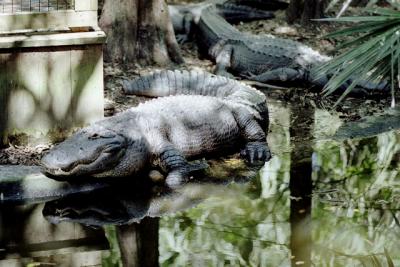 g3/72/541772/3/58988499.gators.jpg