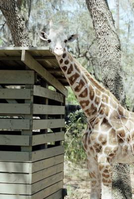 g3/72/541772/3/58988500.giraffe.jpg