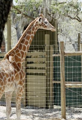 g3/72/541772/3/58988502.giraffe2.jpg