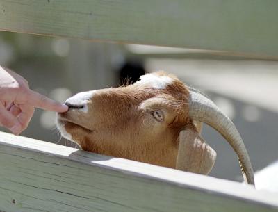 g3/72/541772/3/58988503.goatfing.jpg