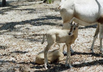 g3/72/541772/3/58988504.goatkid.jpg
