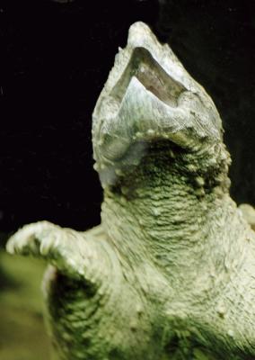 g3/72/541772/3/58988609.turtle.jpg