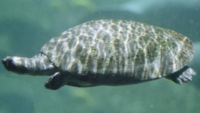 g3/72/541772/3/58988610.turtle2.jpg