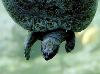 g3/72/541772/3/58988611.turtledwn.jpg