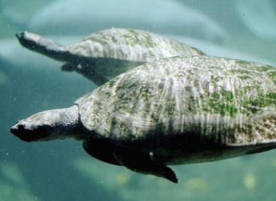 g3/72/541772/3/58988612.turtles.jpg
