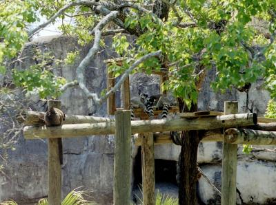 g3/72/541772/3/58988613.lemurs.jpg