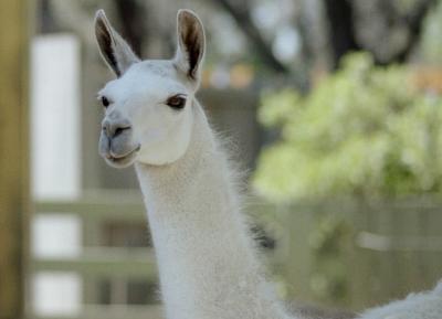 g3/72/541772/3/58988614.llama.jpg