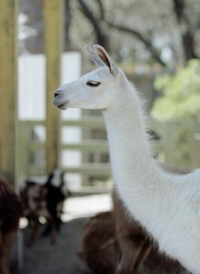 g3/72/541772/3/58988615.llama2.jpg