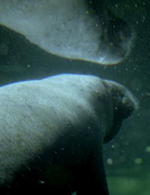 g3/72/541772/3/58988616.manateeflect.jpg